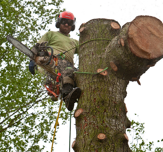 Tree Removal Procedure in the City of Toronto