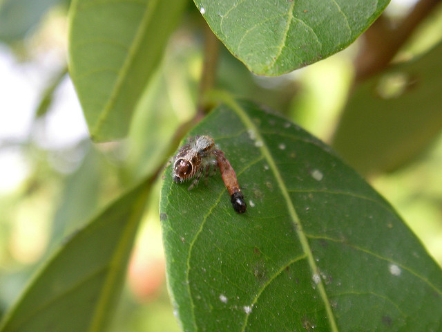 Tree Spray Programs
