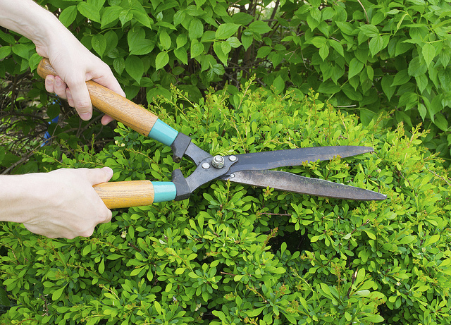 Use proper tree pruning techniques