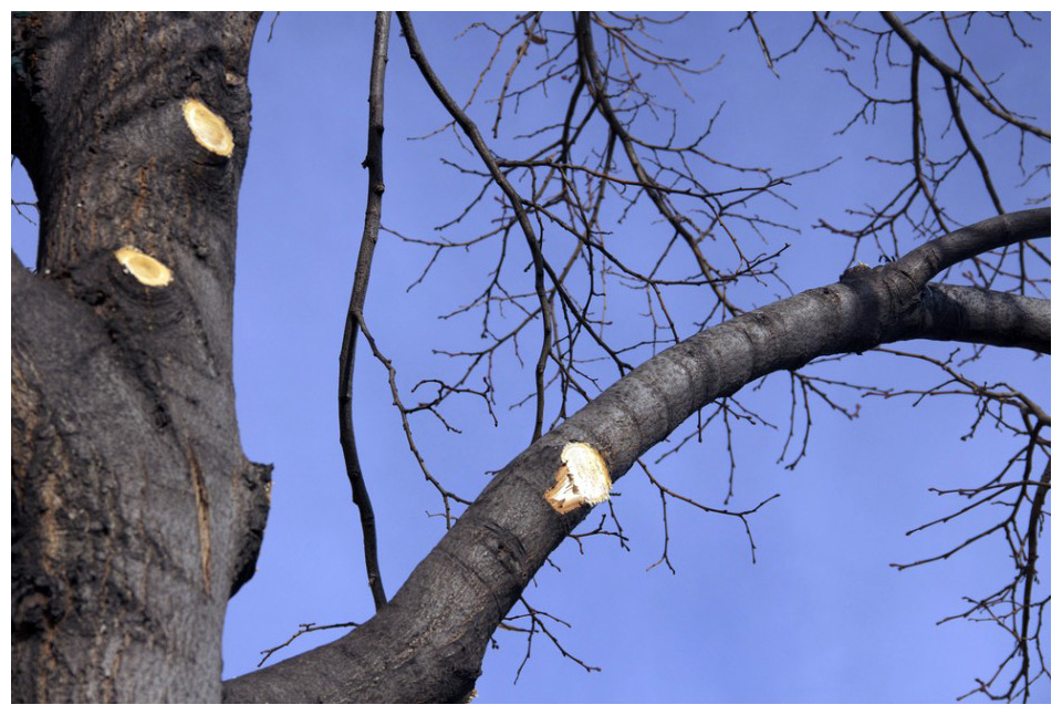 What Trees Can Benefit from Fall Tree Pruning