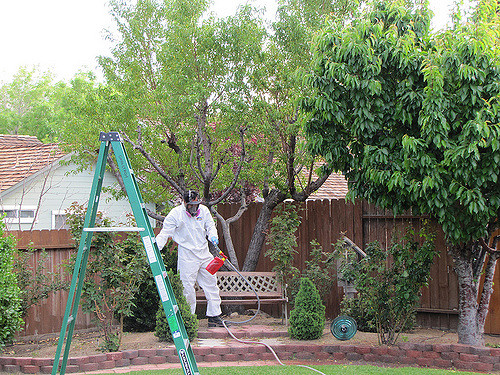 What Trees Need to Be Sprayed