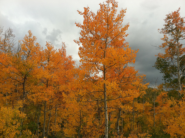 What is the Best Time for Deep Root Tree Fertilization in Fall