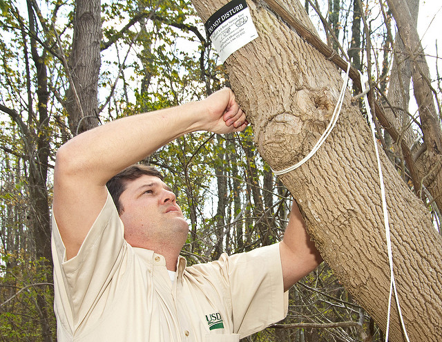 What to Do If You Think that Your Trees Have Been Infected with EAB