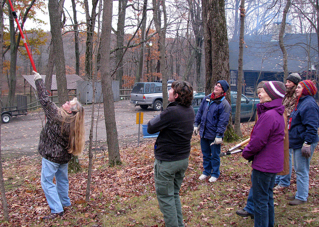 When Fall Tree Pruning Needs to be Done in Toronto
