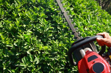 When It is the Best Time for Trimming Shrubs