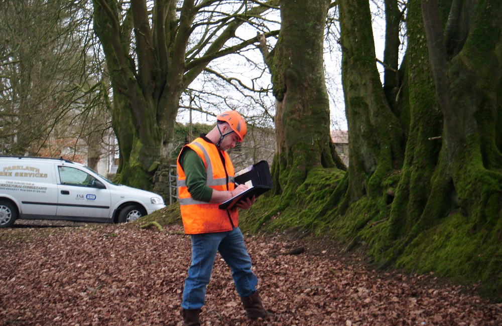 Where to Get Arborist Reports and Consulting in Toronto