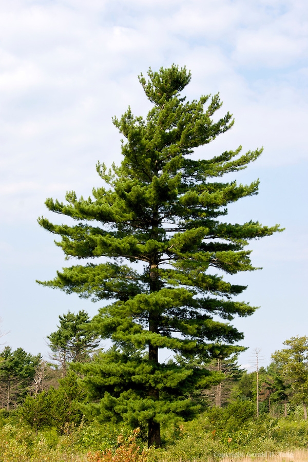 White_Pine_32781