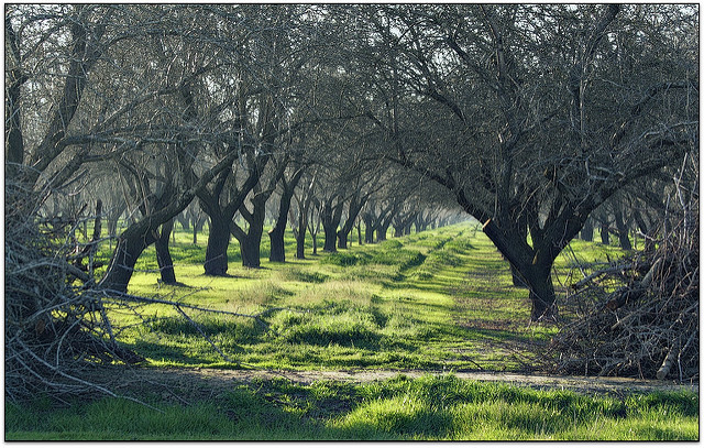 Why It is So Important to Prune Trees in Spring