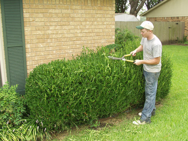 Why It’s So Important to Trim Shrubs Regularly
