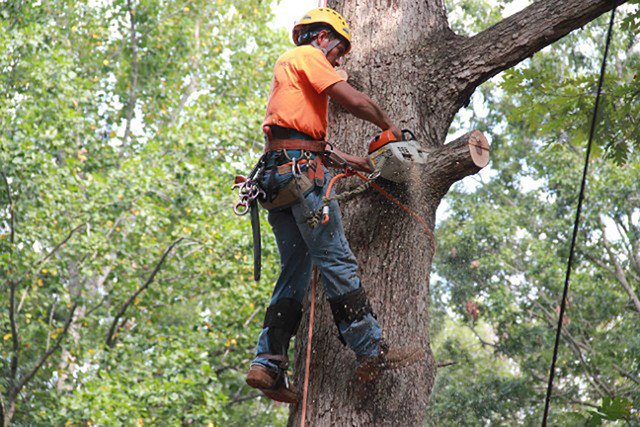 Why Toronto Property Owners Should Use Our Tree Services