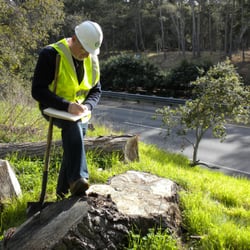 Why You Should Choose Us for Arborists Reports and Arborist Services