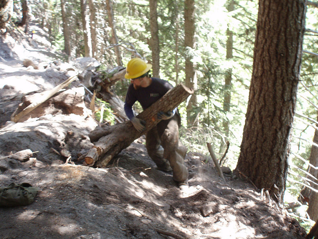 Why You Shouldn’t Remove Tree Stump on Your Own