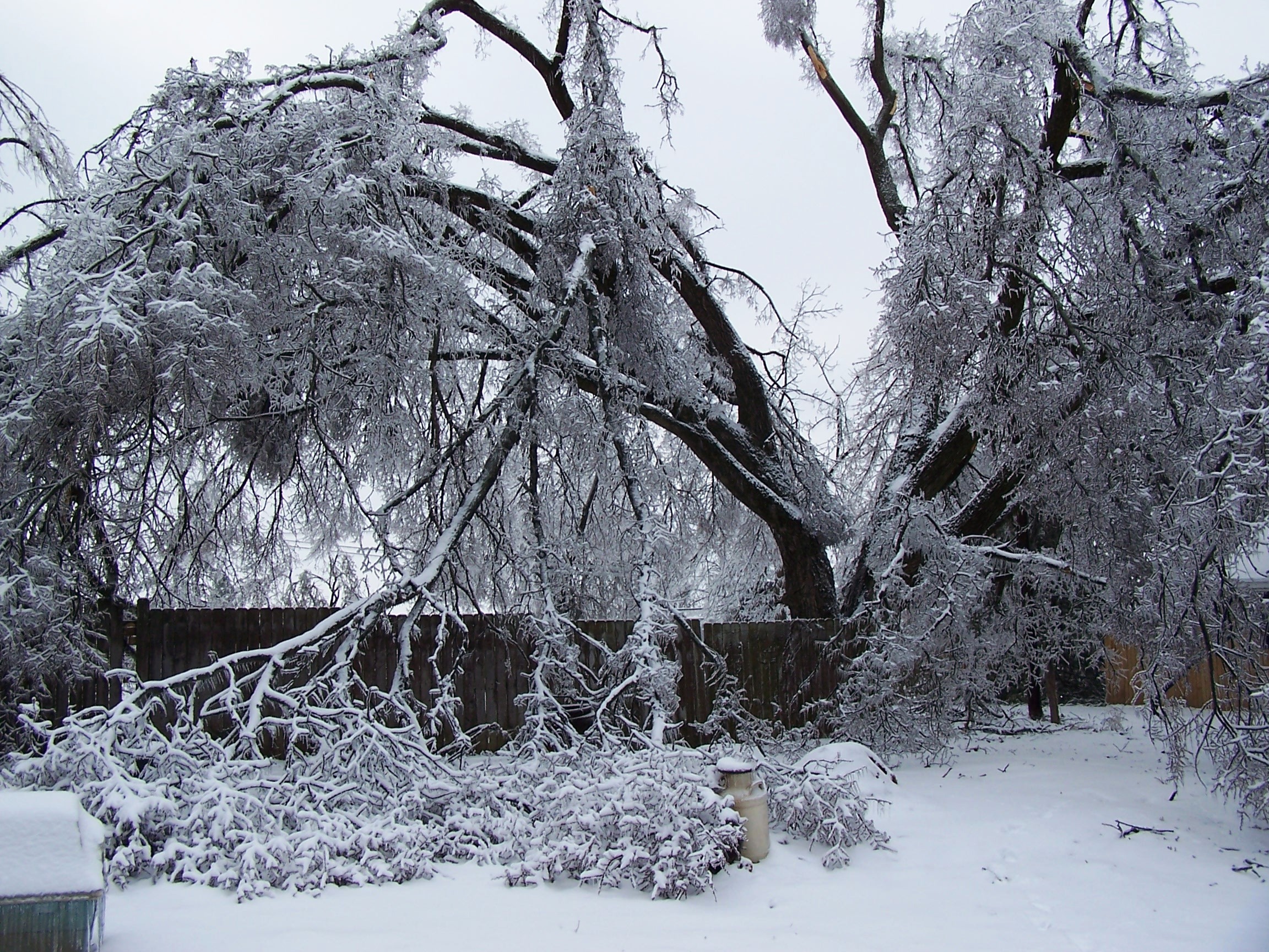 Winter Tree Hazard and Risk Inspections