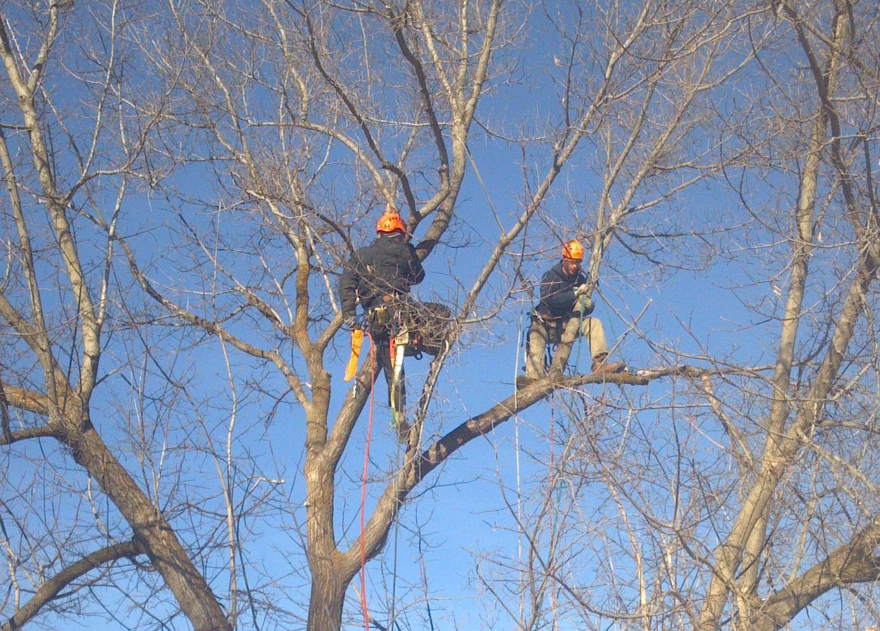 Winter Tree Pruning and Tree Removal Services