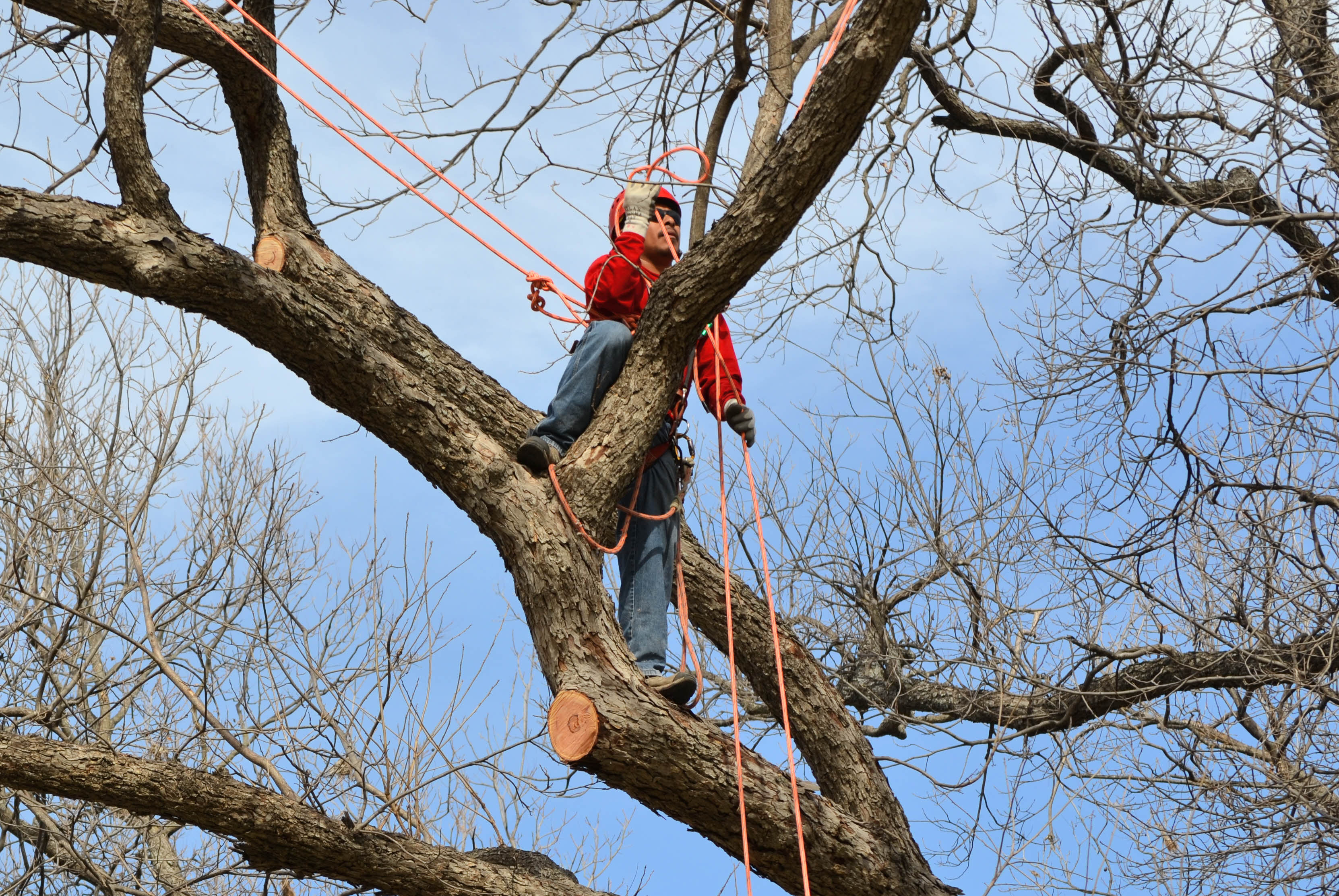Winter Tree Pruning
