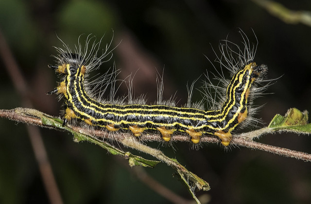 Yellownecked Caterpillar