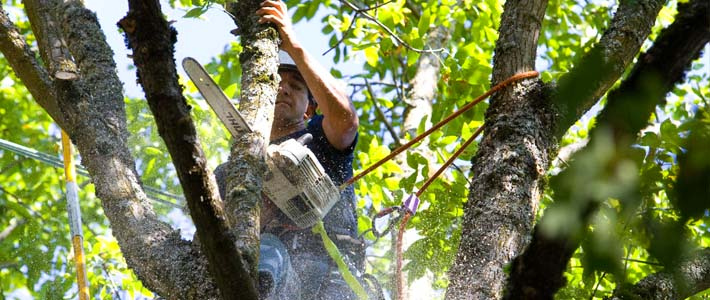 You Need to Remove Trees Which are Damaged by Insects or Disease