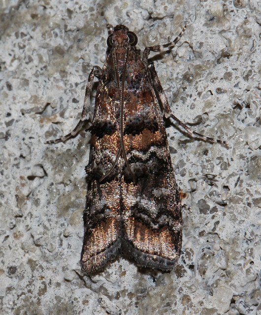 Zimmerman Pine Moth