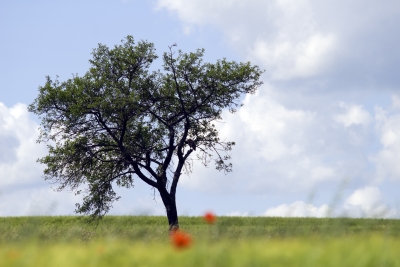 arborist report Toronto