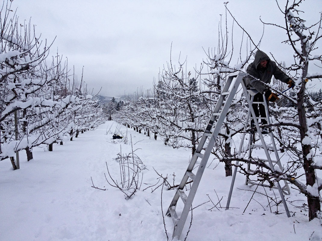 pruning_trees_late winter