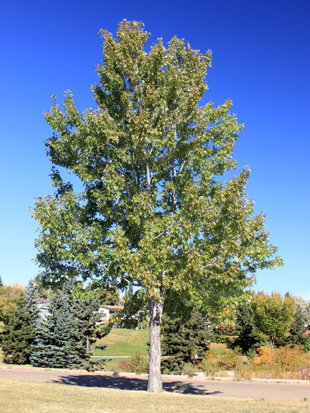 maple_silver_005_01_600