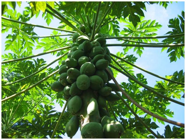 papaya trees