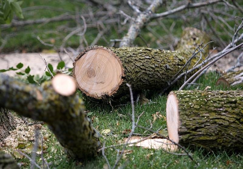 ash tree removal in toronto ca