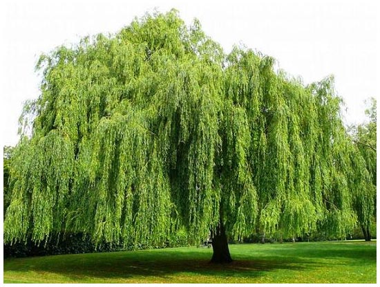 willow trees